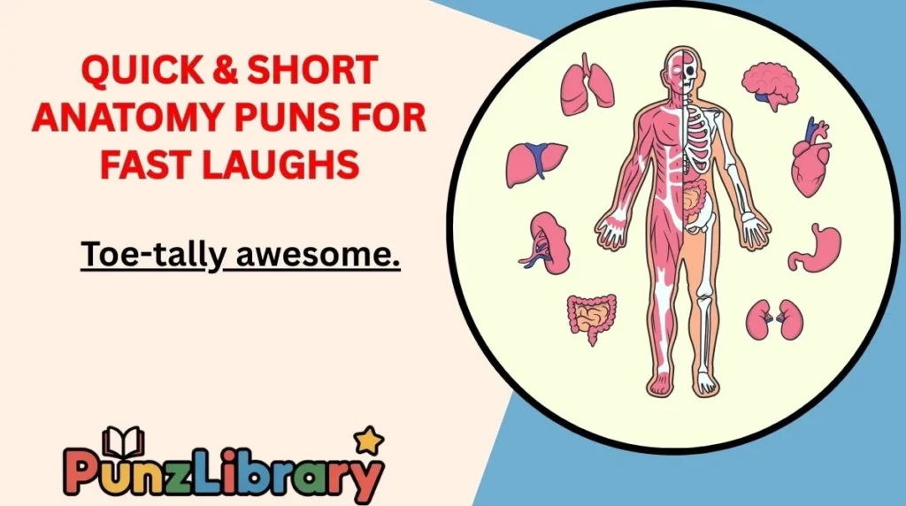 Quick & Short Anatomy Puns for Fast Laughs